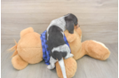 Cute Doxie Purebred Puppy