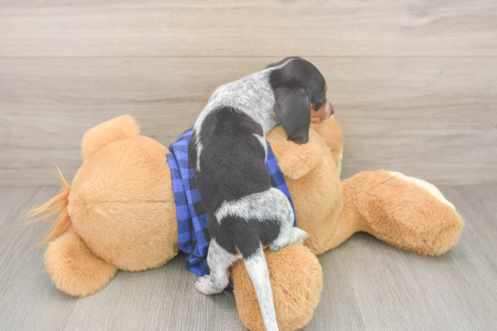 Cute Doxie Purebred Puppy