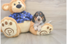 Cute Dachshund Baby
