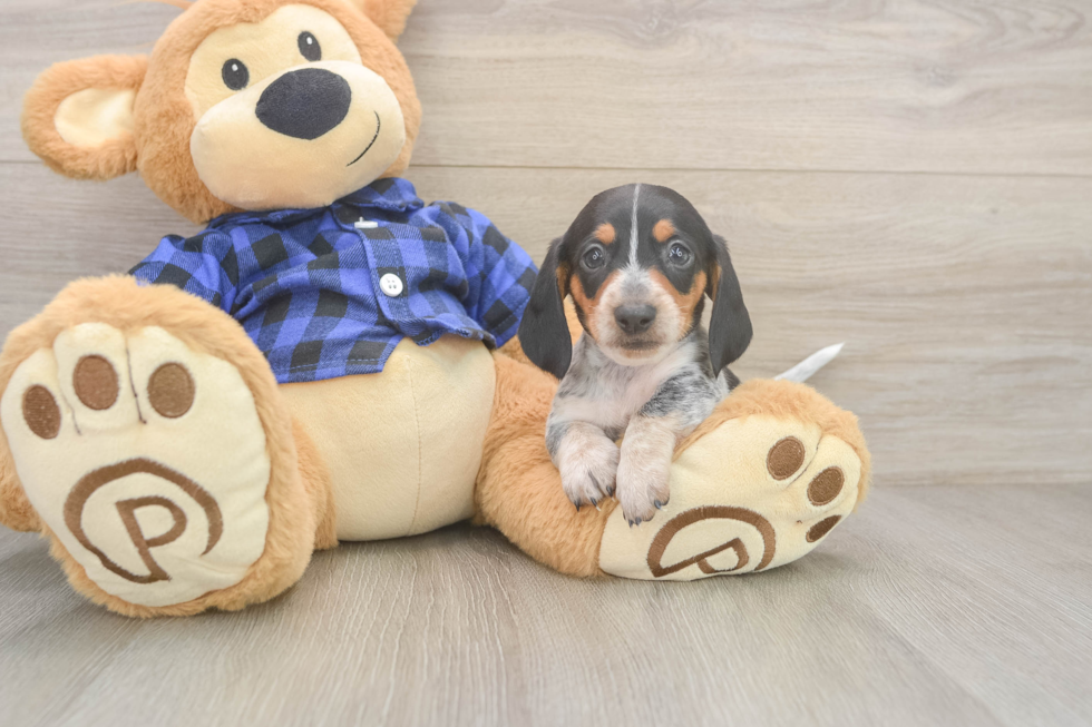Cute Dachshund Baby