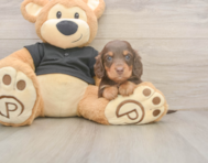 6 week old Dachshund Puppy For Sale - Simply Southern Pups