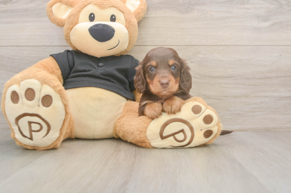 5 week old Dachshund Puppy For Sale - Simply Southern Pups
