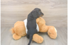 Cute Dachshund Purebred Pup