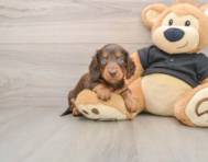 5 week old Dachshund Puppy For Sale - Simply Southern Pups