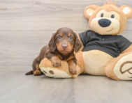 5 week old Dachshund Puppy For Sale - Simply Southern Pups