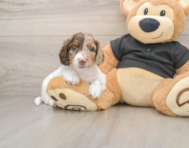 5 week old Dachshund Puppy For Sale - Simply Southern Pups