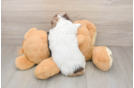 Cute Dachshund Baby