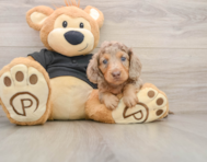 5 week old Dachshund Puppy For Sale - Simply Southern Pups