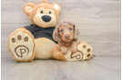 Cute Doxie Purebred Puppy