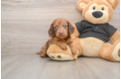 Cute Doxie Purebred Puppy