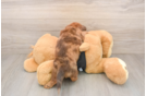 Dachshund Pup Being Cute