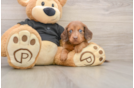 Best Dachshund Baby