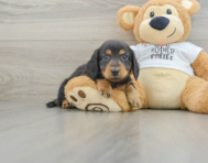 6 week old Dachshund Puppy For Sale - Simply Southern Pups