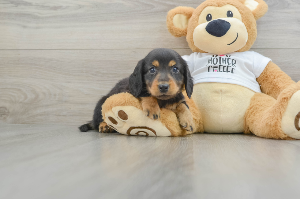 5 week old Dachshund Puppy For Sale - Simply Southern Pups