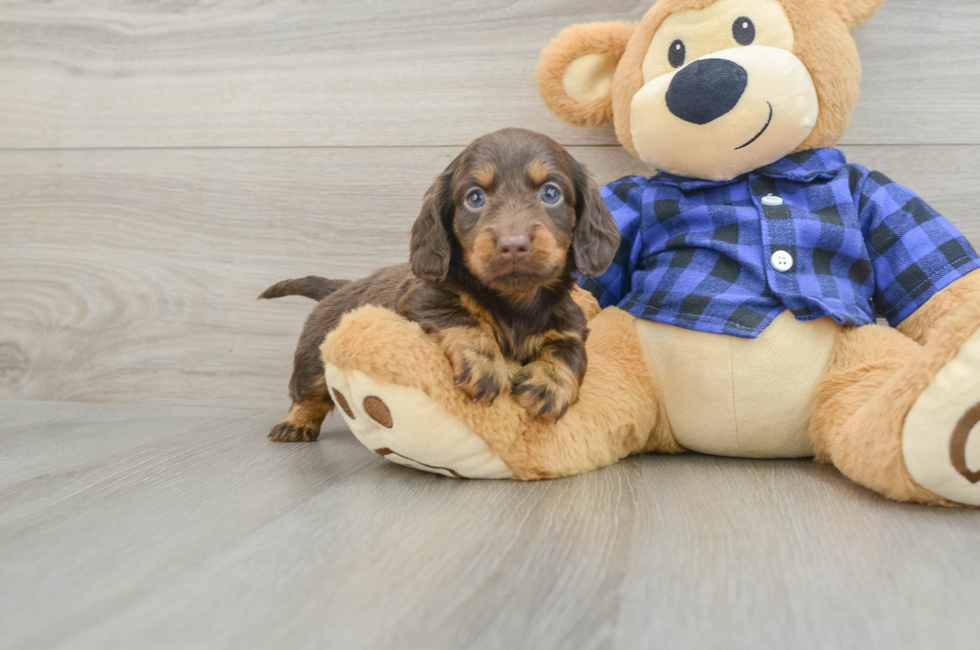 6 week old Dachshund Puppy For Sale - Simply Southern Pups