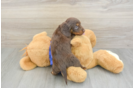 Dachshund Puppy for Adoption