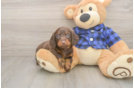 Cute Dachshund Purebred Pup
