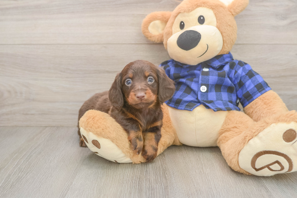 Cute Dachshund Purebred Pup