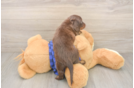 Cute Dachshund Baby