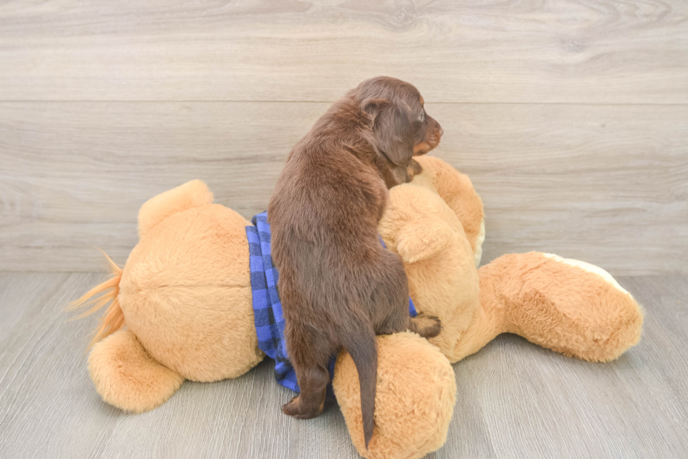 Cute Dachshund Baby