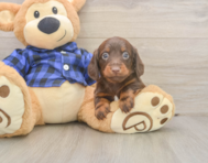 5 week old Dachshund Puppy For Sale - Simply Southern Pups