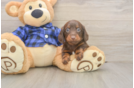 Best Dachshund Baby
