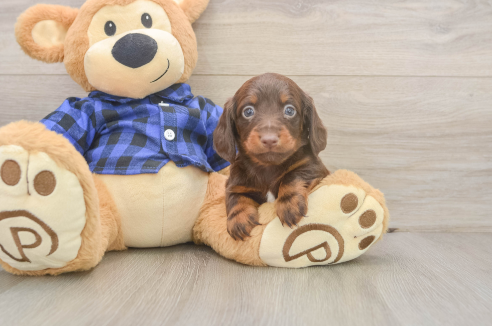 5 week old Dachshund Puppy For Sale - Simply Southern Pups