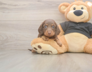 6 week old Dachshund Puppy For Sale - Simply Southern Pups