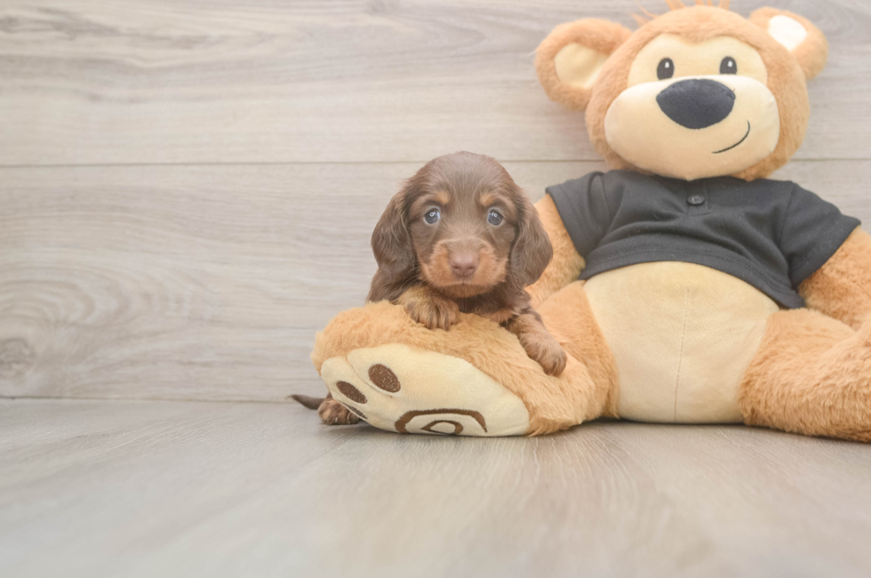 5 week old Dachshund Puppy For Sale - Simply Southern Pups