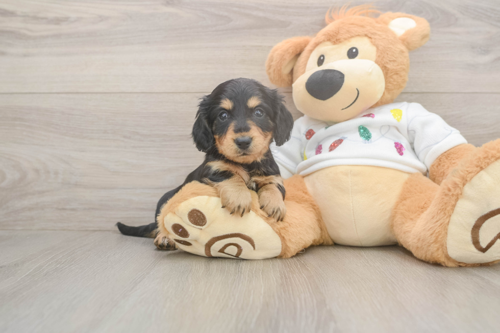 Cute Doxie Purebred Puppy