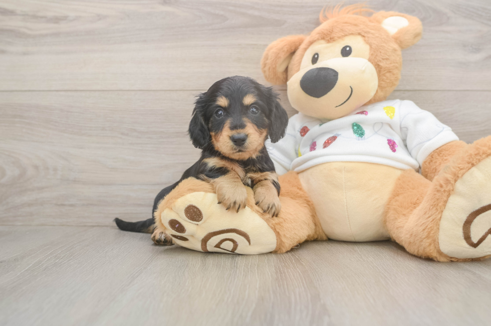 5 week old Dachshund Puppy For Sale - Simply Southern Pups