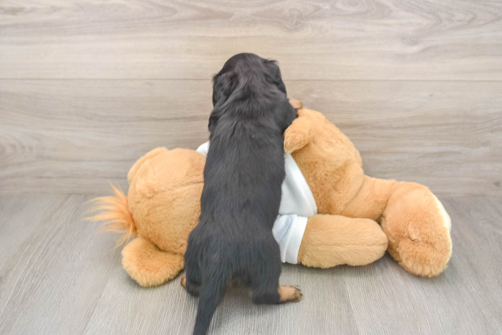 Dachshund Puppy for Adoption