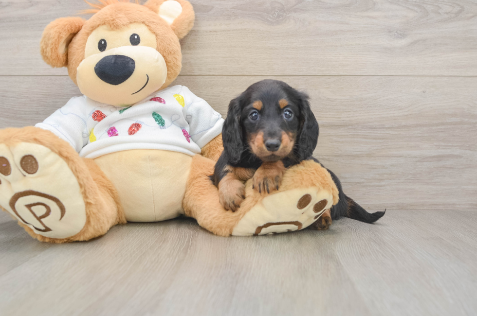 5 week old Dachshund Puppy For Sale - Simply Southern Pups