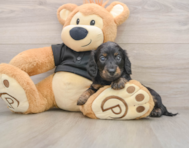 5 week old Dachshund Puppy For Sale - Simply Southern Pups