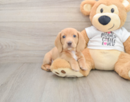 5 week old Dachshund Puppy For Sale - Simply Southern Pups