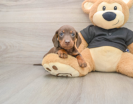 6 week old Dachshund Puppy For Sale - Simply Southern Pups