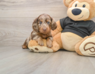 5 week old Dachshund Puppy For Sale - Simply Southern Pups
