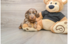 Cute Dachshund Purebred Pup