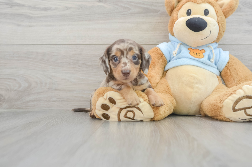 5 week old Dachshund Puppy For Sale - Simply Southern Pups