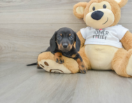 6 week old Dachshund Puppy For Sale - Simply Southern Pups