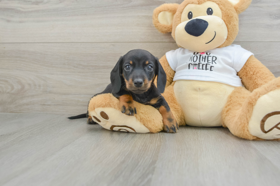 5 week old Dachshund Puppy For Sale - Simply Southern Pups