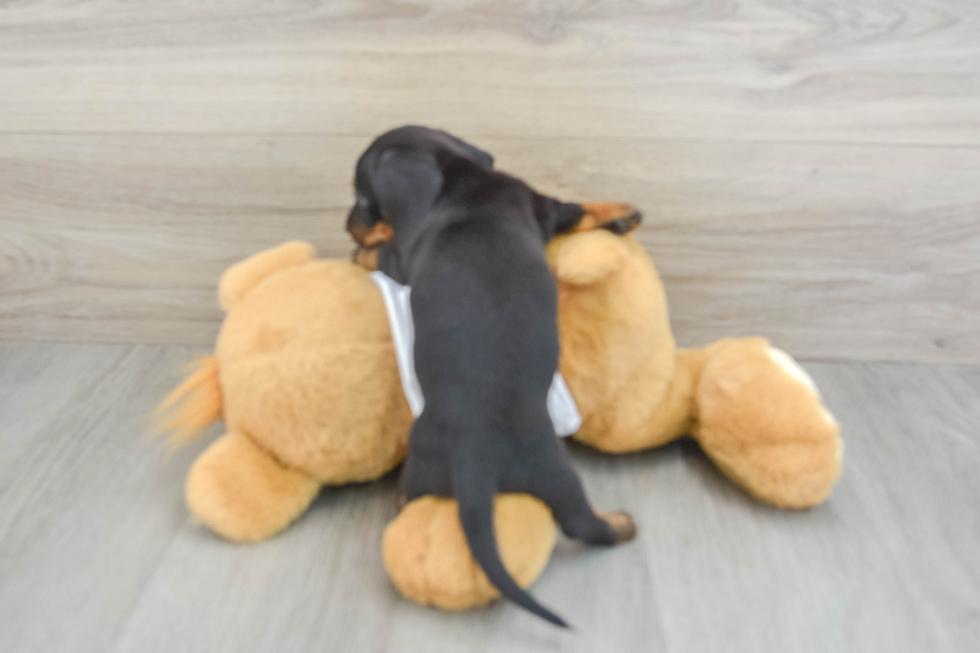 Cute Dachshund Baby