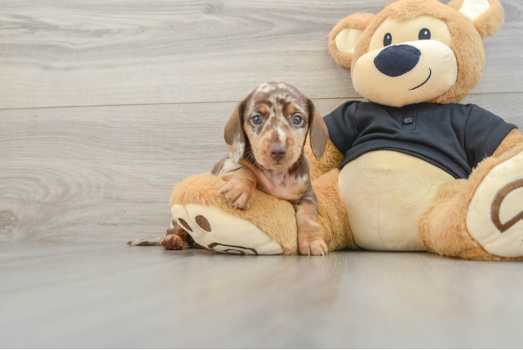Dachshund Pup Being Cute
