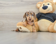 5 week old Dachshund Puppy For Sale - Simply Southern Pups