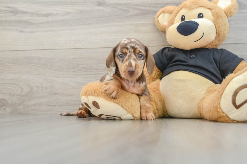 5 week old Dachshund Puppy For Sale - Simply Southern Pups
