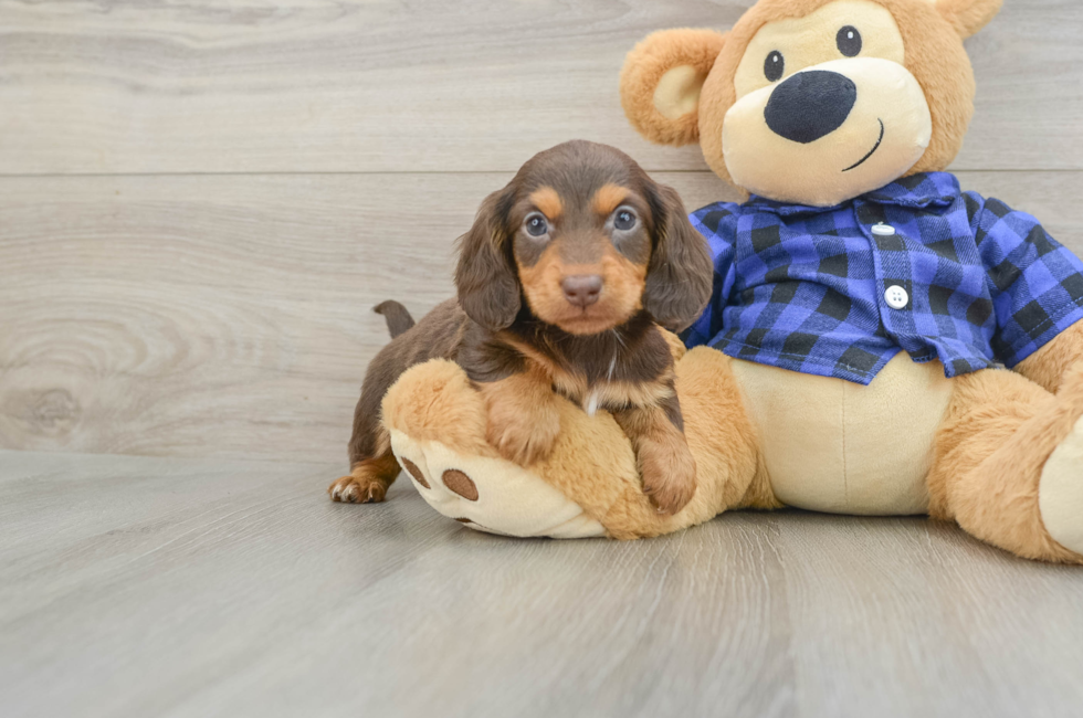 6 week old Dachshund Puppy For Sale - Simply Southern Pups