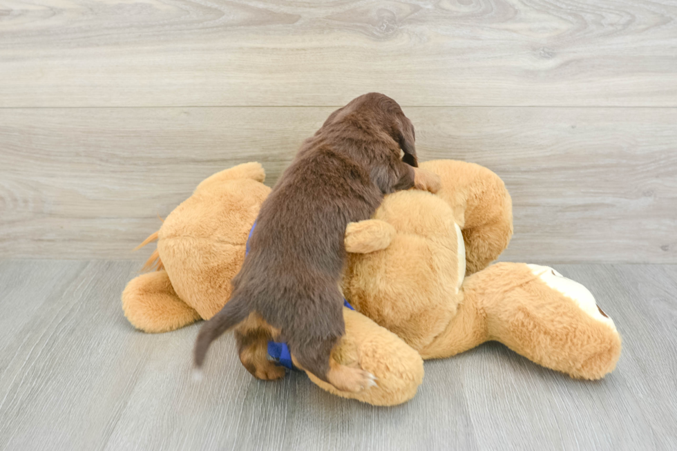Best Dachshund Baby