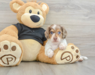5 week old Dachshund Puppy For Sale - Simply Southern Pups