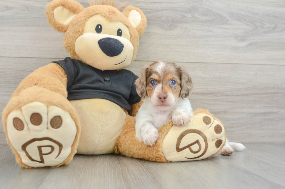5 week old Dachshund Puppy For Sale - Simply Southern Pups