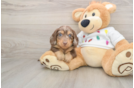 Cute Doxie Purebred Puppy
